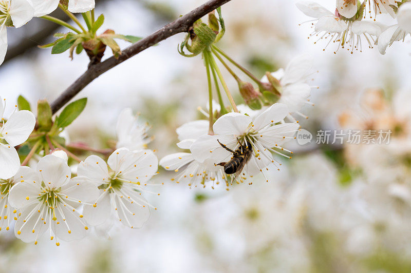 酸樱桃(Prunus cerasus)树在花园里与授粉的蜜蜂一起开花